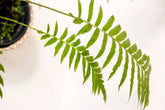 Blechnum orientale